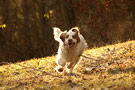 Clumber Spaniel