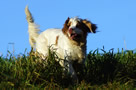 Clumber Spaniel