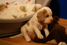 Clumber Spaniel Welpen - puppies