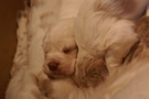 Dukeries' Clumber Spaniel Sparkle