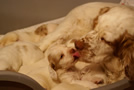 Clumber Spaniel Welpen - puppies