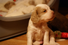 Clumber Spaniel Welpen - puppies