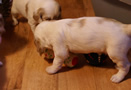 Clumber Spaniel Welpen - puppies