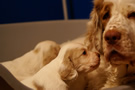 Clumber Spaniel Welpen - puppies