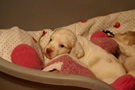 Clumber Spaniel Welpen - puppies