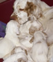 Dukeries' Clumber Spaniel Sparkle