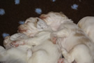 Clumber Spaniel Welpen - puppies