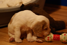 Clumber Spaniel Welpen - puppies