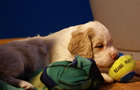 Clumber Spaniel Welpen - puppies