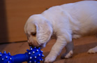 Dukeries' Clumber Spaniel Sparkle