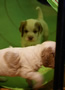 Clumber Spaniel Welpen - puppies