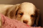 Clumber Spaniel Welpen - puppies