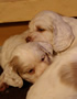 Clumber Spaniel Welpen - puppies