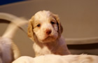 Clumber Spaniel Welpen - puppies