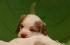 Clumber Spaniel Welpen - puppies