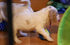 Clumber Spaniel Welpen - puppies