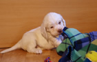 Clumber Spaniel Welpen - puppies