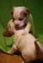 Clumber Spaniel Welpen - puppies