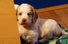 Dukeries' Clumber Spaniel Aven