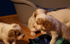 Clumber Spaniel Welpen - puppies