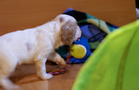 Clumber Spaniel Welpen - puppies