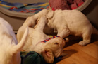 Clumber Spaniel Welpen - puppies