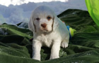 Clumber Spaniel Welpen - puppies