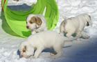 Clumber Spaniel Welpen - puppies