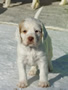 Clumber Spaniel Welpen - puppies