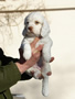 Clumber Spaniel Welpen - puppies