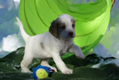 Dukeries' Clumber Spaniel Leya