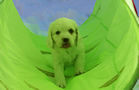 Clumber Spaniel Welpen - puppies