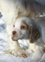 Dukeries' Clumber Spaniel Leya