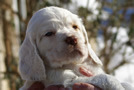 Dukeries' Clumber Spaniel Sparkle