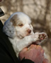 Clumber Spaniel Welpen - puppies