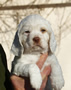 Dukeries' Clumber Spaniel Sparkle