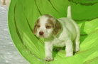 Clumber Spaniel Welpen - puppies