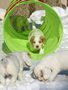 Clumber Spaniel Welpen - puppies