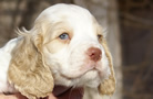 Clumber Spaniel Welpen - puppies