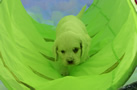 Clumber Spaniel Welpen - puppies