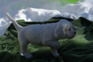 Clumber Spaniel Welpen - puppies