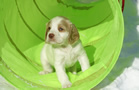 Clumber Spaniel Welpen - puppies