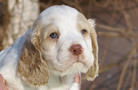 Clumber Spaniel Welpen - puppies