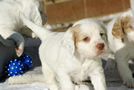 Clumber Spaniel Welpen - puppies