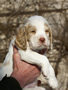 Clumber Spaniel Welpen - puppies