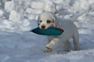 Dukeries' Clumber Spaniel Sparkle