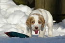 Dukeries' Clumber Spaniel Deli