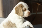 Dukeries' Clumber Spaniel Aven