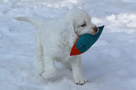 Dukeries' Clumber Spaniel Sparkle