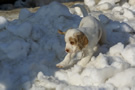 Dukeries' Clumber Spaniel Leya